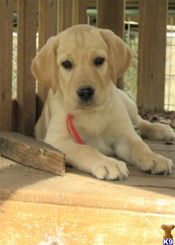 Labrador Retriever puppy for sale