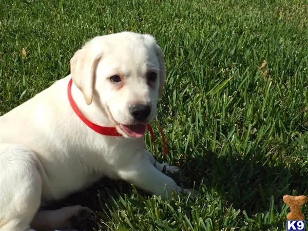 Labrador Retriever puppy for sale