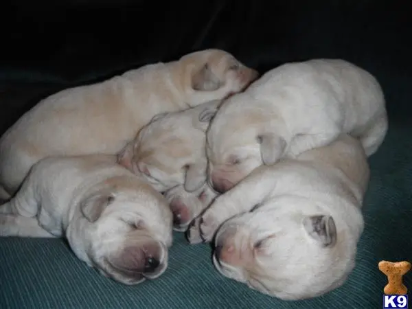 Labrador Retriever puppy for sale