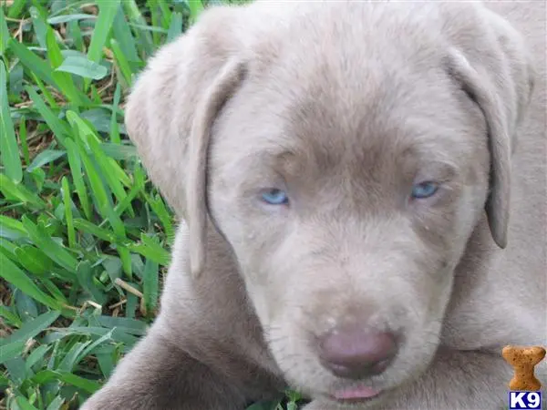 Labrador Retriever puppy for sale