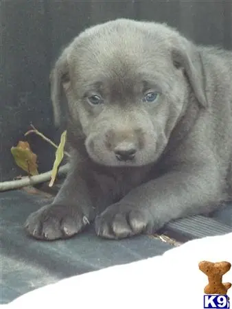 Labrador Retriever stud dog