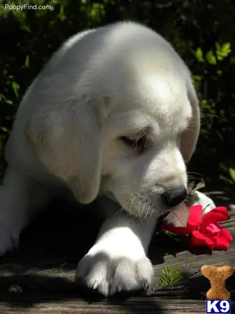 Labrador Retriever stud dog