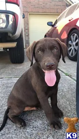 Labrador Retriever puppy for sale