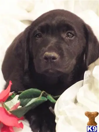 Labrador Retriever puppy for sale