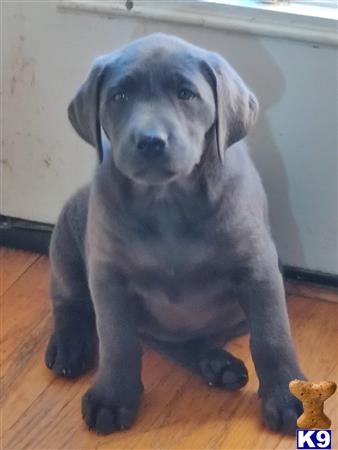 Labrador Retriever dog