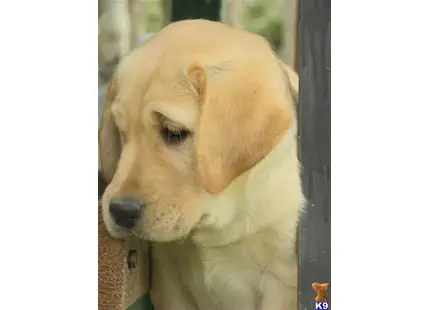 Labrador Retriever