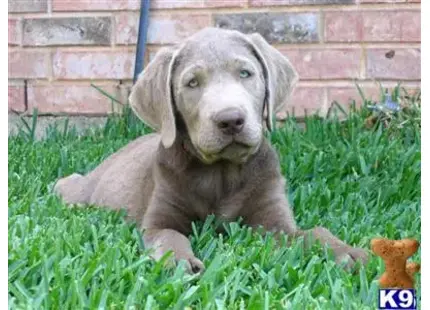 Labrador Retriever