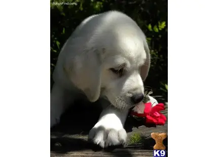 Labrador Retriever