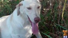 labrador retriever puppy posted by coryodstrcil@aol.com