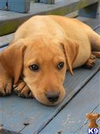 labrador retriever puppy posted by coryodstrcil@aol.com