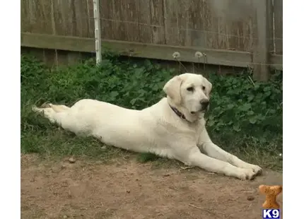 Labrador Retriever