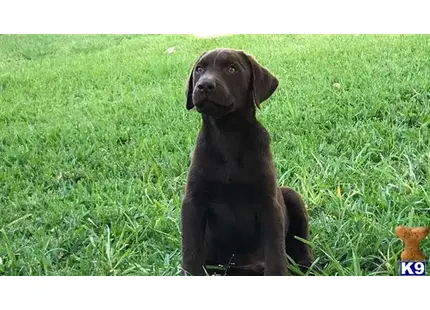 Labrador Retriever