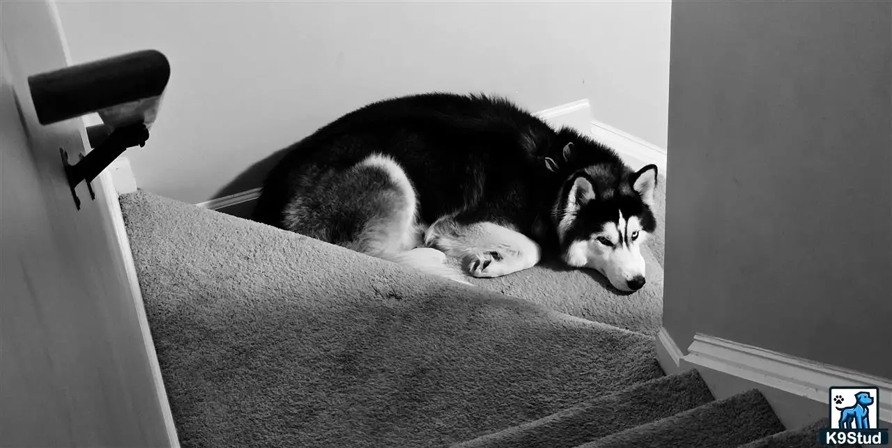 Siberian Husky stud dog