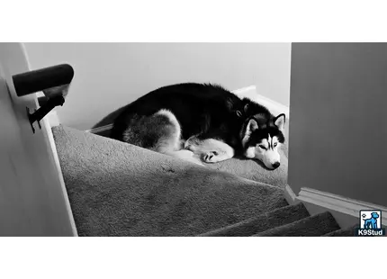 a siberian husky dog lying on a couch