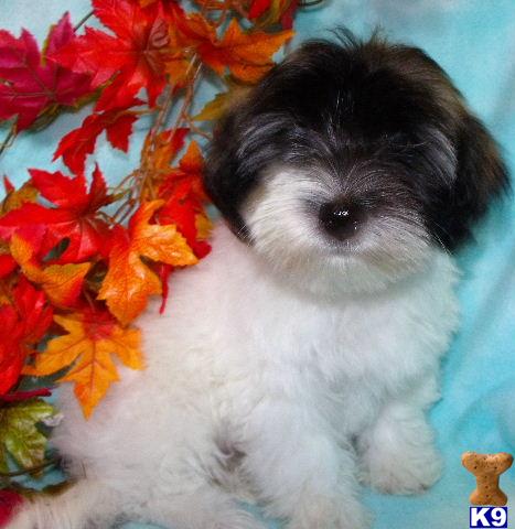cottonwood havanese havanese puppy for sale akc 8 years cottonwood havanese havanese puppy for sale akc 8 years