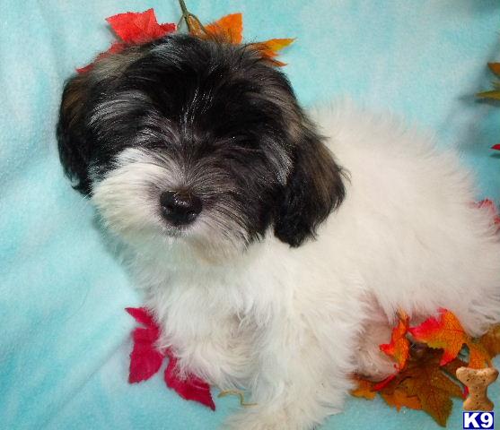cottonwood havanese puppies for sale havanese in delta colorado breeds pets world cottonwood havanese puppies for sale havanese in delta colorado breeds pets world
