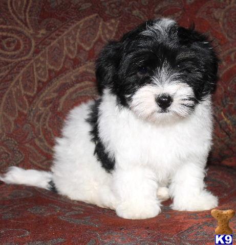 cottonwood havanese havanese puppy for sale webly 5 years cottonwood havanese havanese puppy for sale webly 5 years