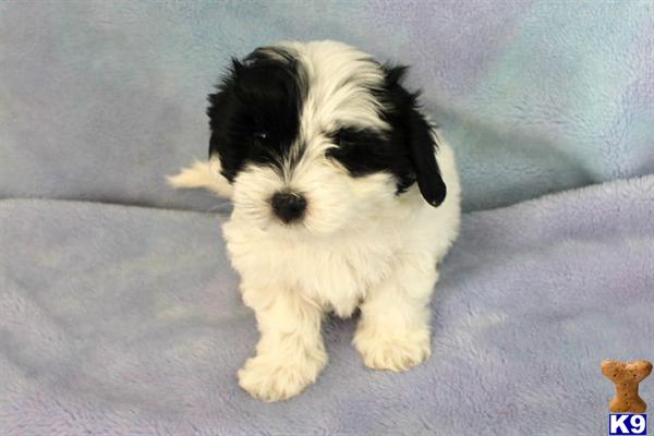 cottonwood havanese puppies for sale havanese in delta colorado breeds pets world cottonwood havanese puppies for sale havanese in delta colorado breeds pets world