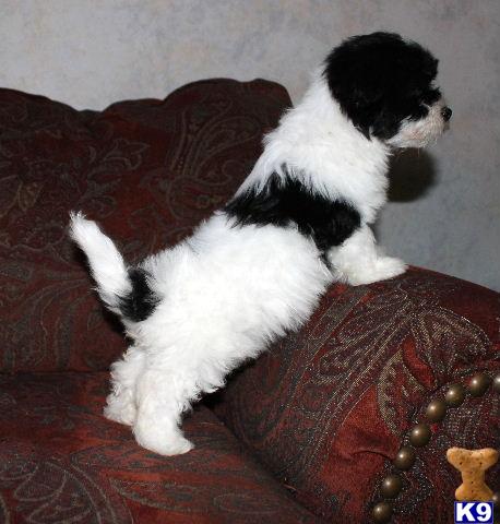 cottonwood havanese havanese puppy for sale webly 5 years cottonwood havanese havanese puppy for sale webly 5 years