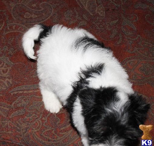 cottonwood havanese puppies for sale havanese in delta colorado breeds picture cottonwood havanese puppies for sale havanese in delta colorado breeds picture