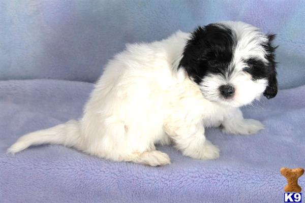 cottonwood havanese havanese puppy for sale check out 5 years cottonwood havanese havanese puppy for sale check out 5 years