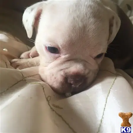 Old English Bulldog puppy for sale