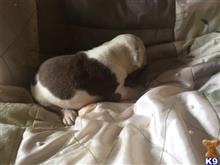 old english bulldog puppy posted by countrybest