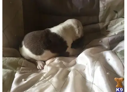 a old english bulldog dog lying on a couch