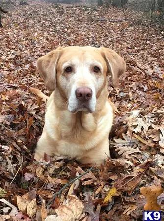 Labrador Retriever