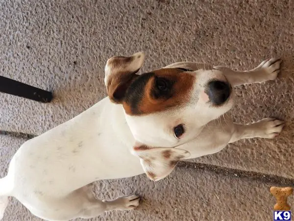 Parson Russell Terrier female dog: White dog with brown patches, standing on a concrete surface