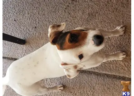 Parson Russell Terrier female dog: White dog with brown patches, standing on a concrete surface