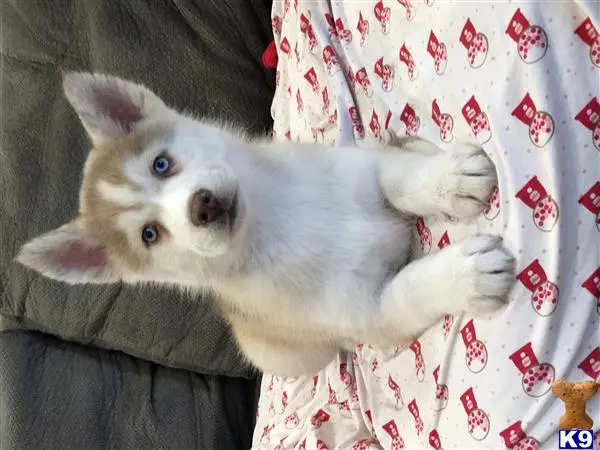 Siberian Husky puppy for sale