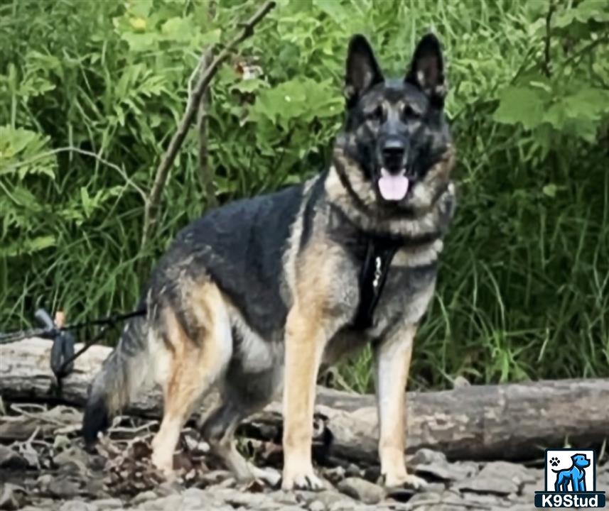 a german shepherd dog standing outside