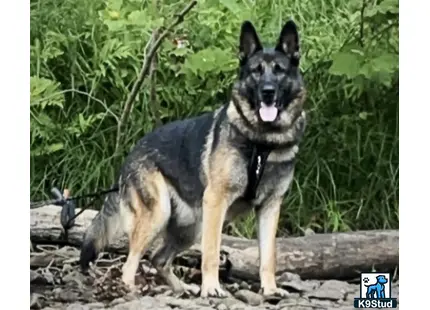 a german shepherd dog standing outside