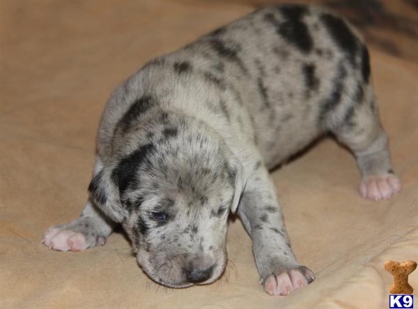 catahoula puppies for sale california catahoula leopard puppies for sale catahoula puppies for sale california catahoula leopard puppies for sale