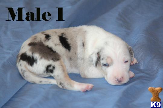catahoula puppy posted by cowboyhatcatahoulas