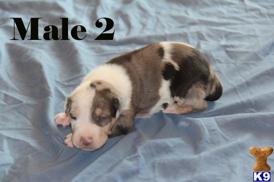 catahoula puppy posted by cowboyhatcatahoulas