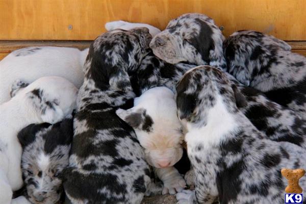 catahoula puppies for sale california catahoula leopard puppies for sale catahoula puppies for sale california catahoula leopard puppies for sale