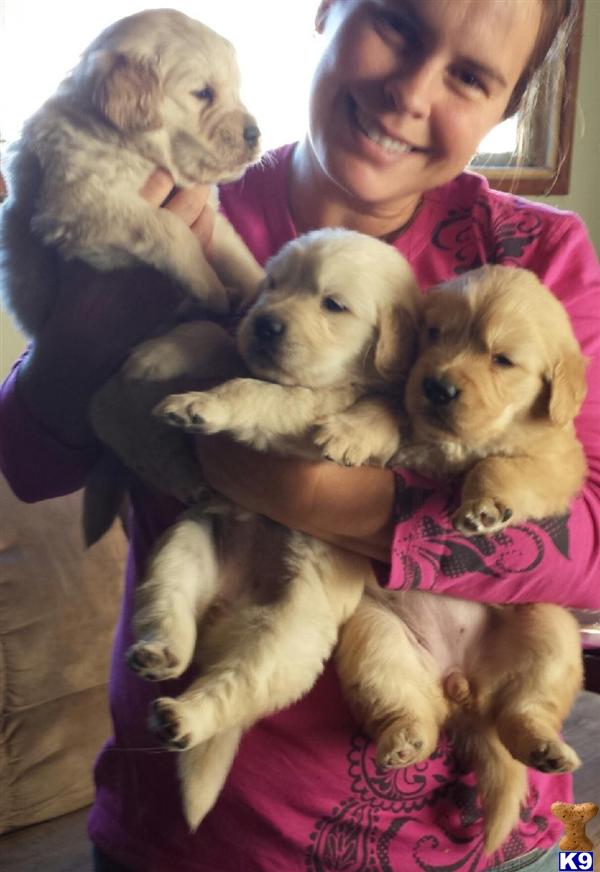 golden retriever puppies for sale in az golden retriever puppies for sale in arizona golden retriever puppies for sale in az golden retriever puppies for sale in arizona