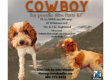 a couple of poodle dogs