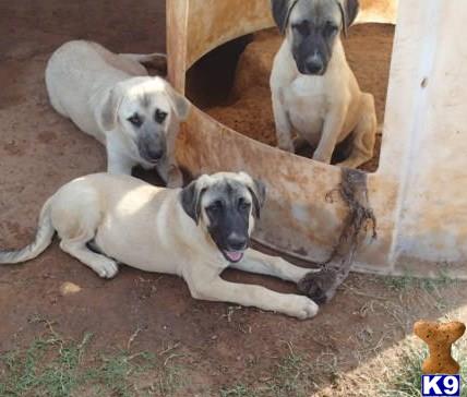 Anatolian Shepherd Dog