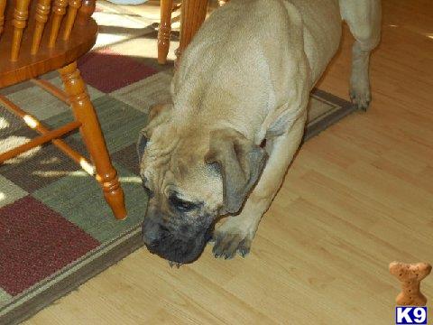 South African Boerboel dog