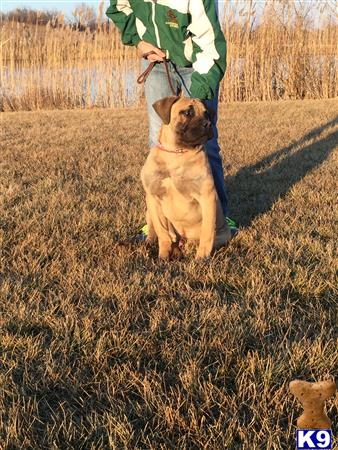 South African Boerboel dog