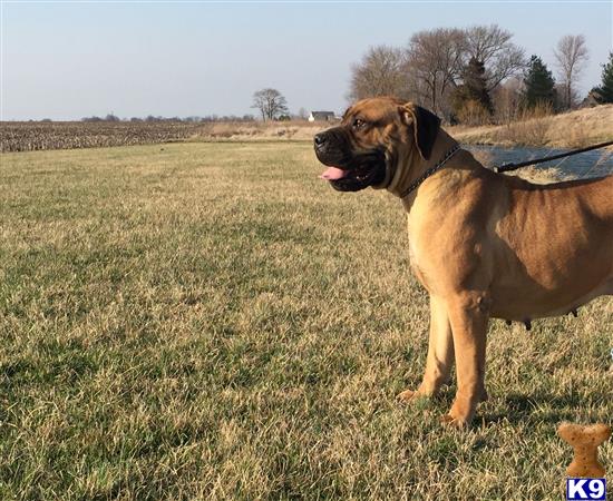 South African Boerboel dog