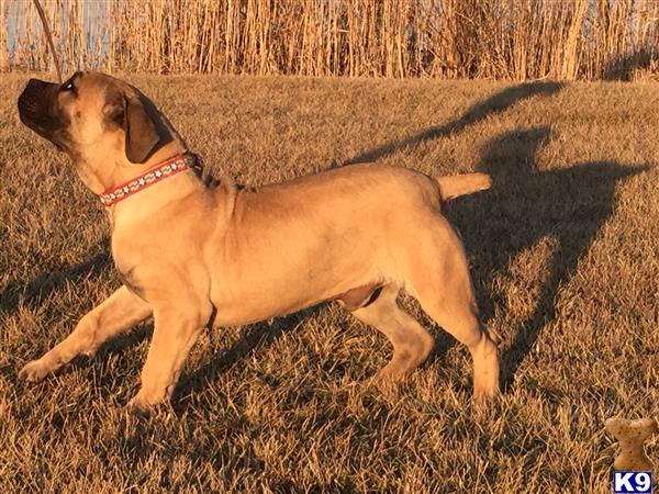 South African Boerboel dog