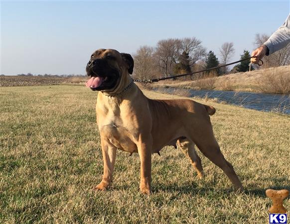 South African Boerboel dog