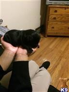 south african boerboel puppy posted by coxk9s
