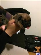 south african boerboel puppy posted by coxk9s