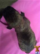 south african boerboel puppy posted by coxk9s