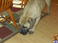 South African Boerboel